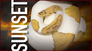 Ridiculous odds on my Sunset Clown Pied project!