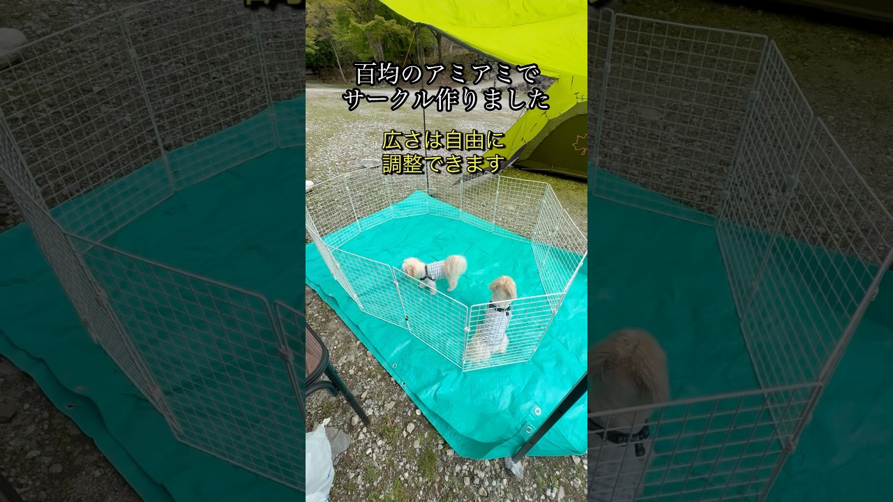 キャンプで犬をフリーにする方法 #犬 #キャンプ #happy #サークル