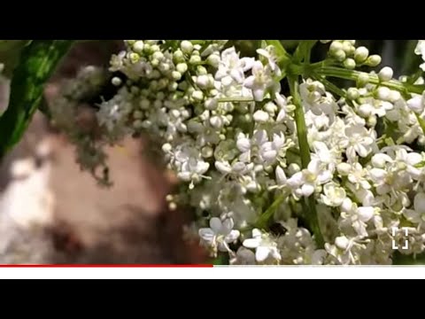 Vídeo: Plantas de sabugueiro cultivadas em contêiner - Cuidar de sabugueiro em vasos