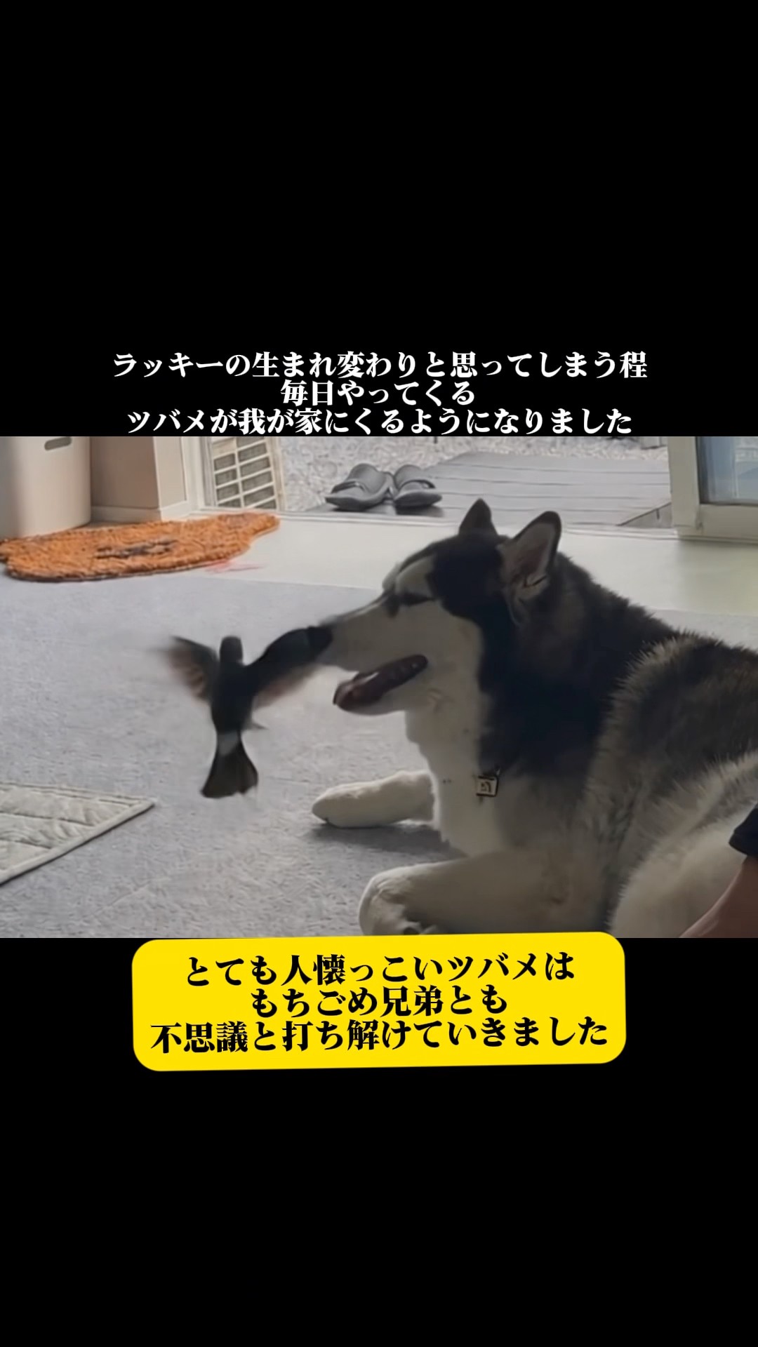 もちごめ兄弟ちゃんねる - YouTube