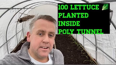 Winter lettuce are in my no dig bed inside poly tunnel