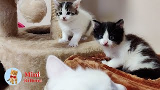 Funny kittens 2.Mom cat and her cute kittens.2024.