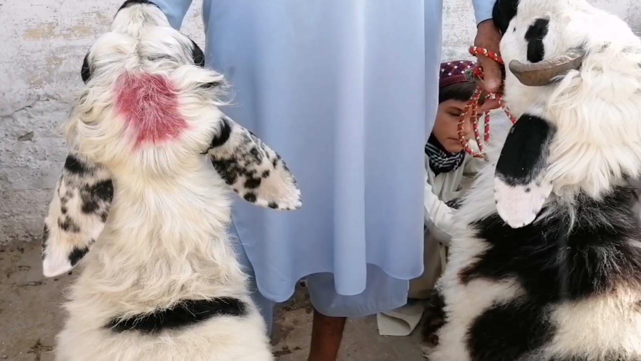 Dumba and bakra mandi Chargano chowk peshawar | 4th July 2021 Updates