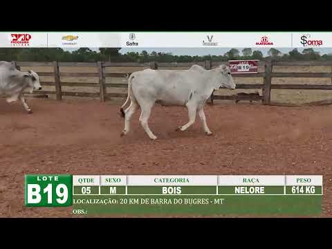 LOTE B19