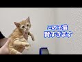 手で壁を押し返せる子猫は賢いらしいので検証してみた結果…