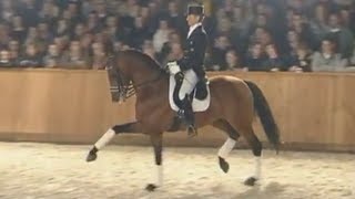 Edward Gal United - Stallion Show Van Uytert