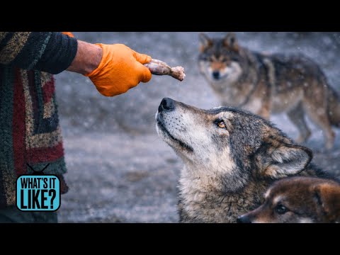 What’s it like when your 18 puppies are half wolf? (Alaska)
