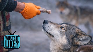 Whats It Like When 18 Puppies Turn Out To Be Half Wolf?