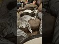Four Kitties?!