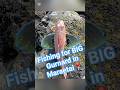 Quick morning fish in Maraetai... #aucklandfishing #Dfishynz #bigGurnardAuckland