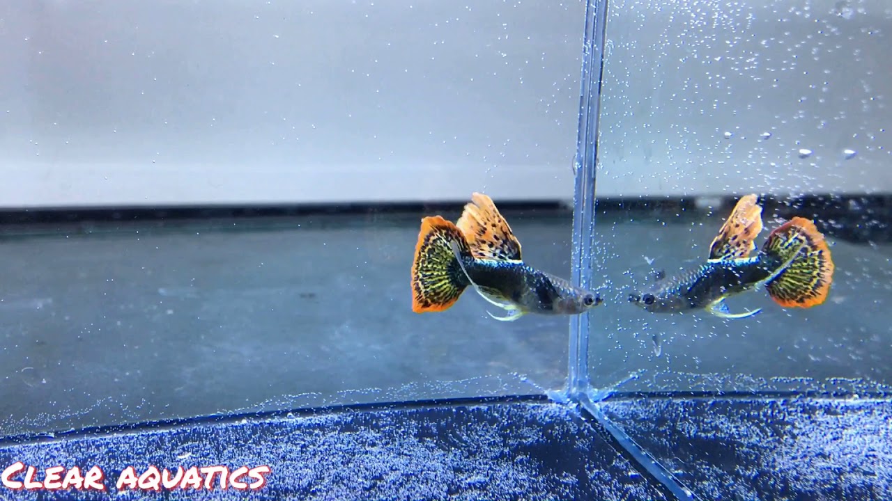 Female Longfin Dumbo Platinum Dragon Guppy - Show Quality - Poecillia reticulata