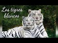 Tigre blanco o albino//Se elimina el pigmento de su coloración normalmente naranja #tigre #Bengala