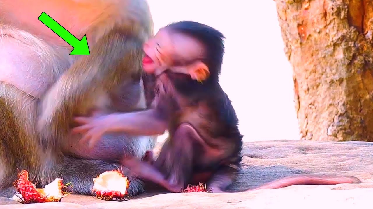 Piggy Newborn Bbay Screaming And C-r-y When Mother Pulling Out From Milk