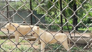 Kumasi Zoo: Check out the Wild Animals