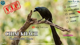 ✅Tiếng chim Khách gọi bầy chuẩn không tạp âm | Racket-tailed Treepie sound call (P2)