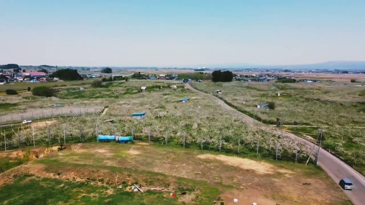 満開のりんご畑と津軽富士 岩木山 の空撮 青森県弘前市 22年5月 Youtube