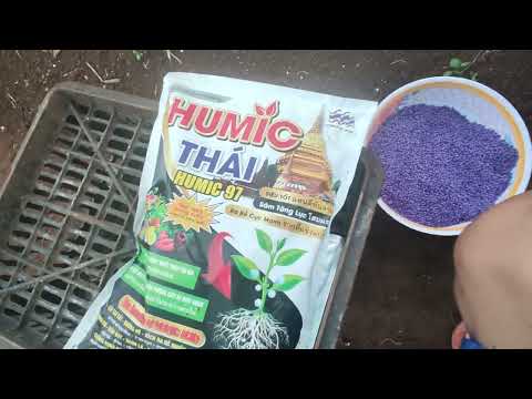 Video Bón phân kích rễ dâu con bằng humic và npk tím sdt... - youtube