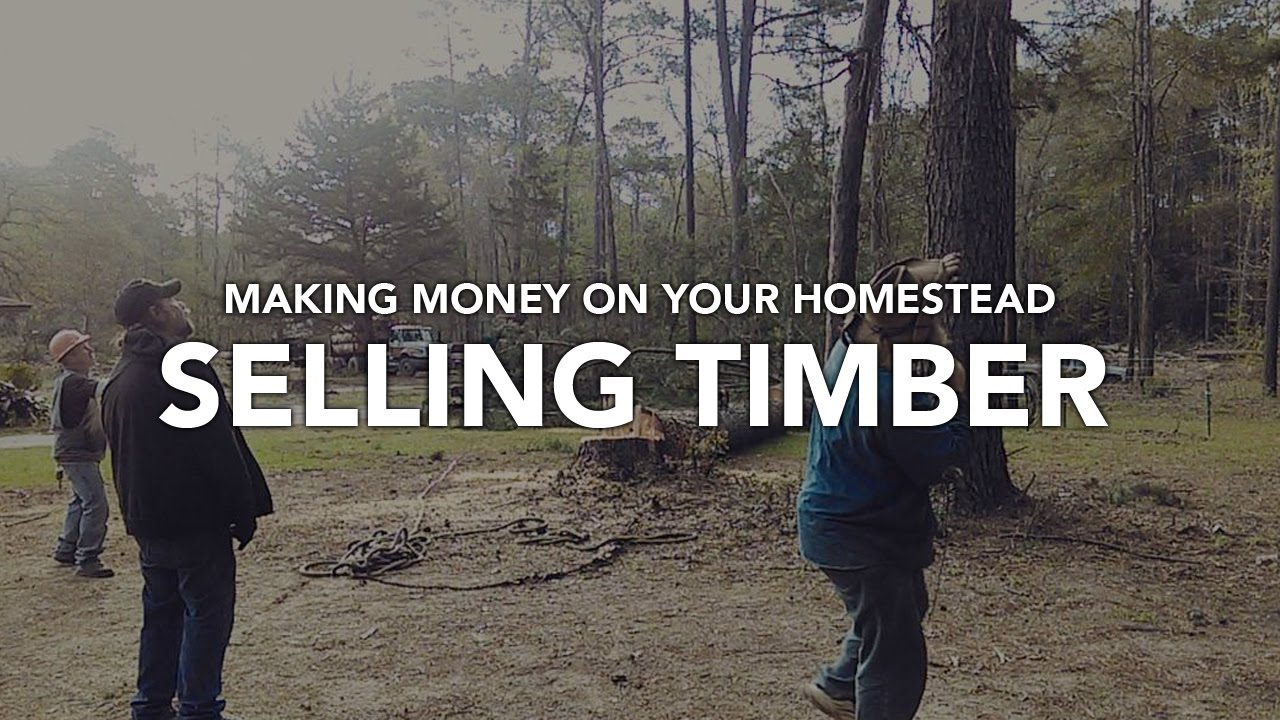How to Sell Trees for Timber