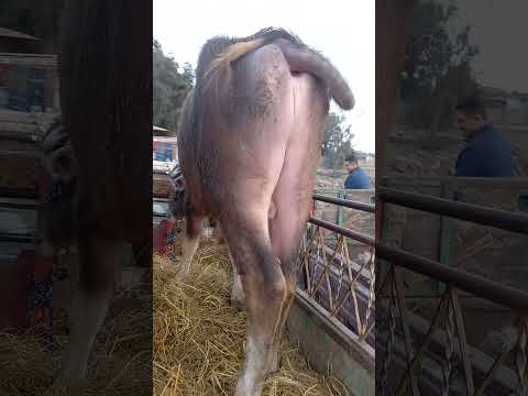 أسعار عجول وعجلات الجاموس اللحم في سوق ميت غمر