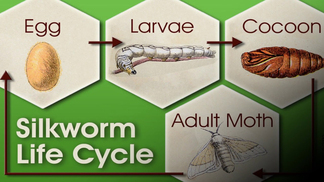 Sericulture Technology - Introduction - YouTube