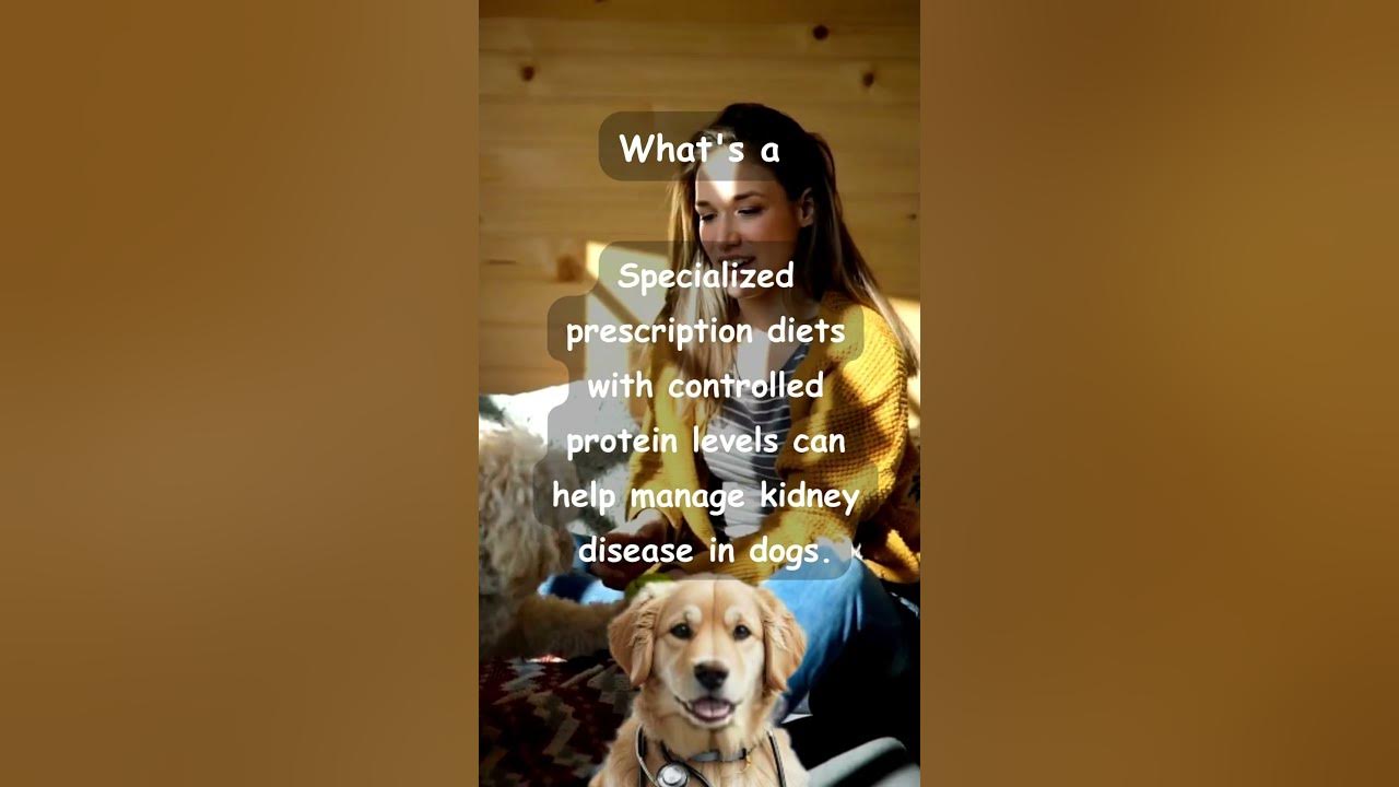 what-s-a-suitable-diet-for-a-dog-with-kidney-disease-tips-youtube