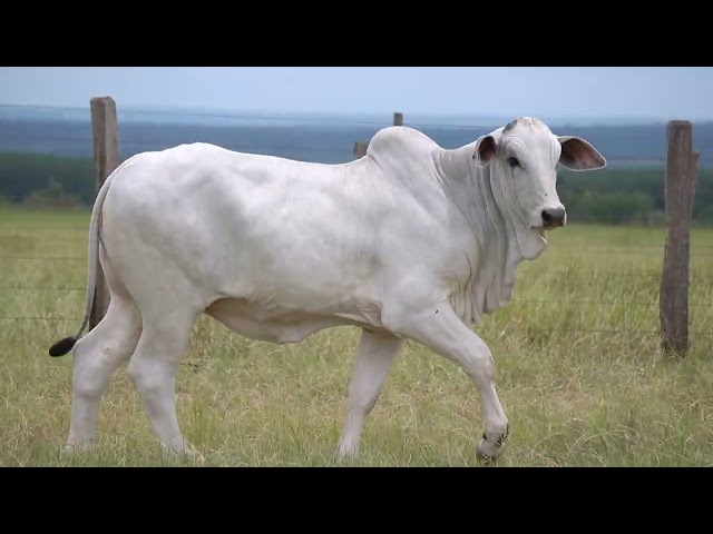 Lote 06 - Leilão Virtual Super Nelore - 2ª Edição - Matrizes