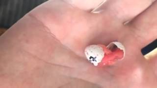 Un Momento Increíble Captado Por Una Cámara.