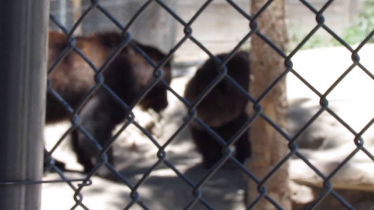 Big bear grizzly family YouTube