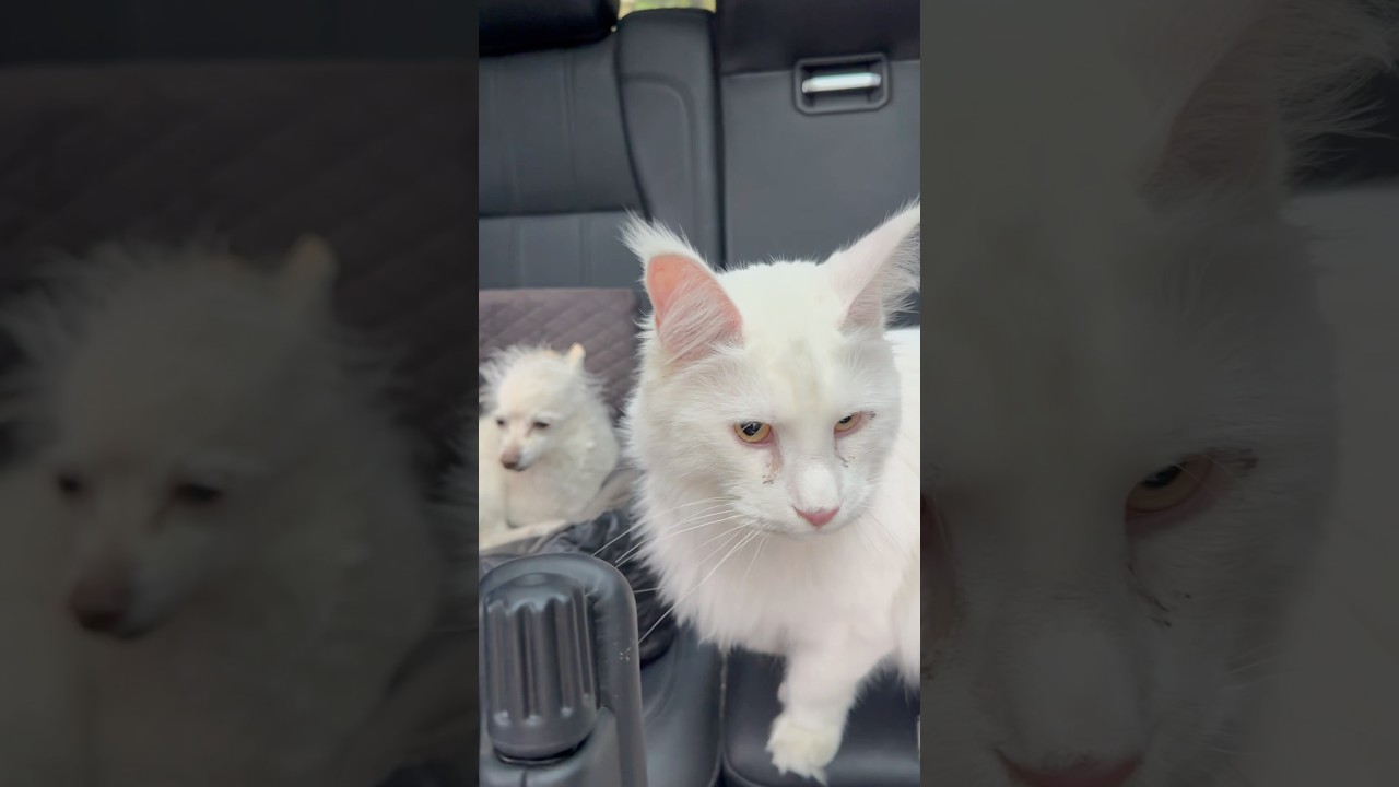 Video 6062221: mainecooncat mainecoons cat, mainecooncat cat pet, cat dog mainecoon, mainecoon cat playing, pets angry cat dog