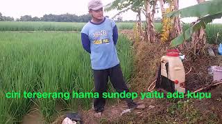 Pengendalian Hama Sundep Ii Penggerek Batang Padi