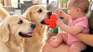 Two Golden Retrievers Cant Wait To Play With The Baby