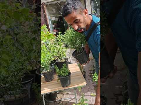 مجموعة نباتات عطرية لتحسين جو منزلك عرض خاص جميع نباتات بسعر