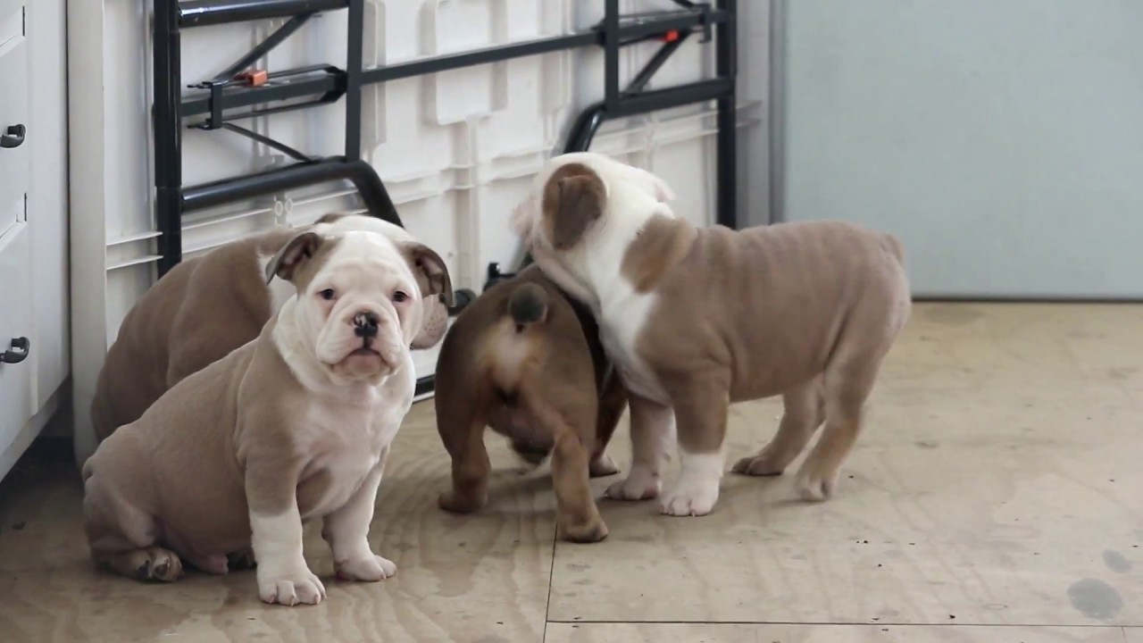 old english bulldog puppies for sale near me