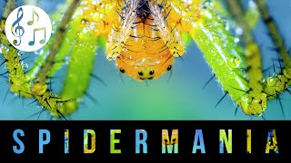 SPIDERMANIA - Preserve biodiversity (music only) by charlesleflamand 63 views 1 year ago 5 minutes