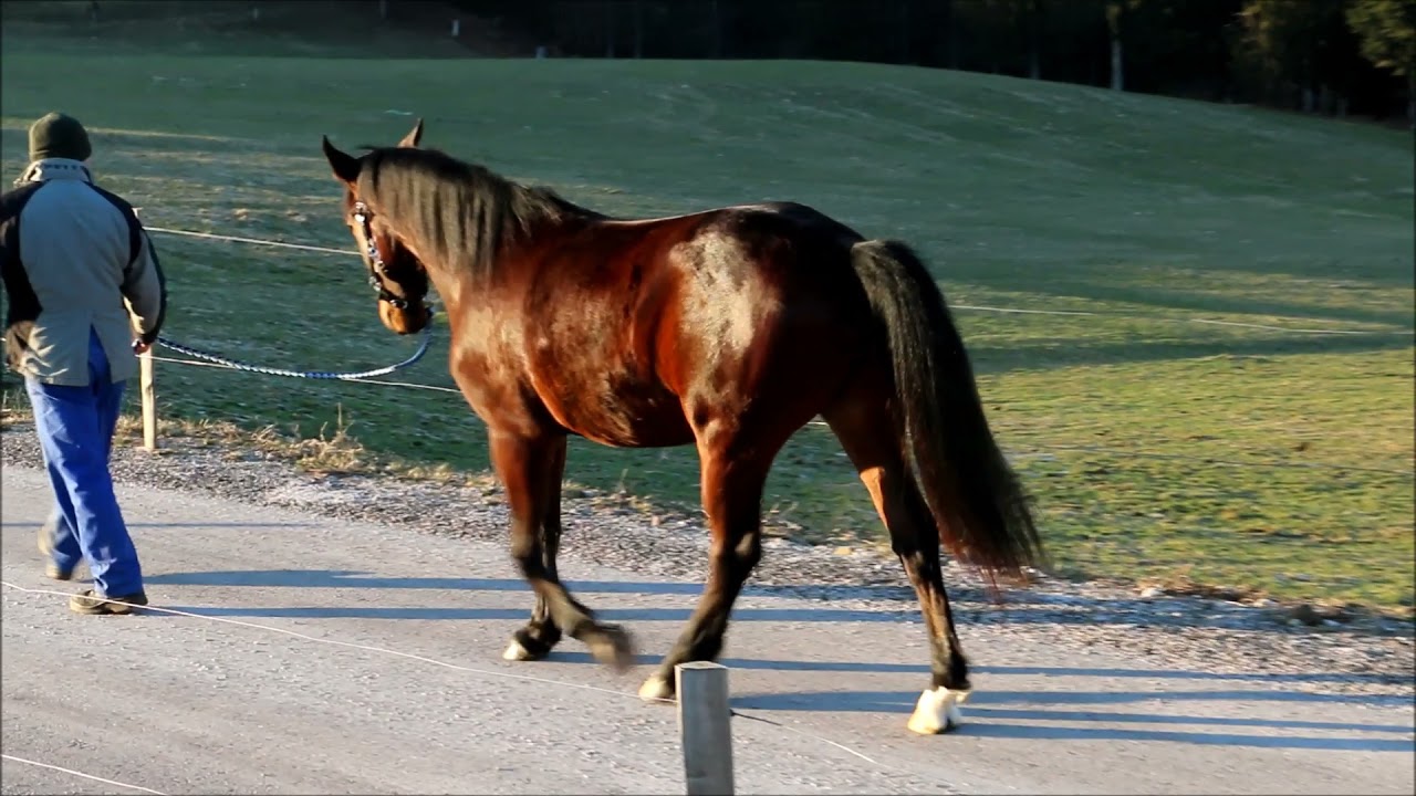 Lipizzan gelding Siglavy Thais (2019)