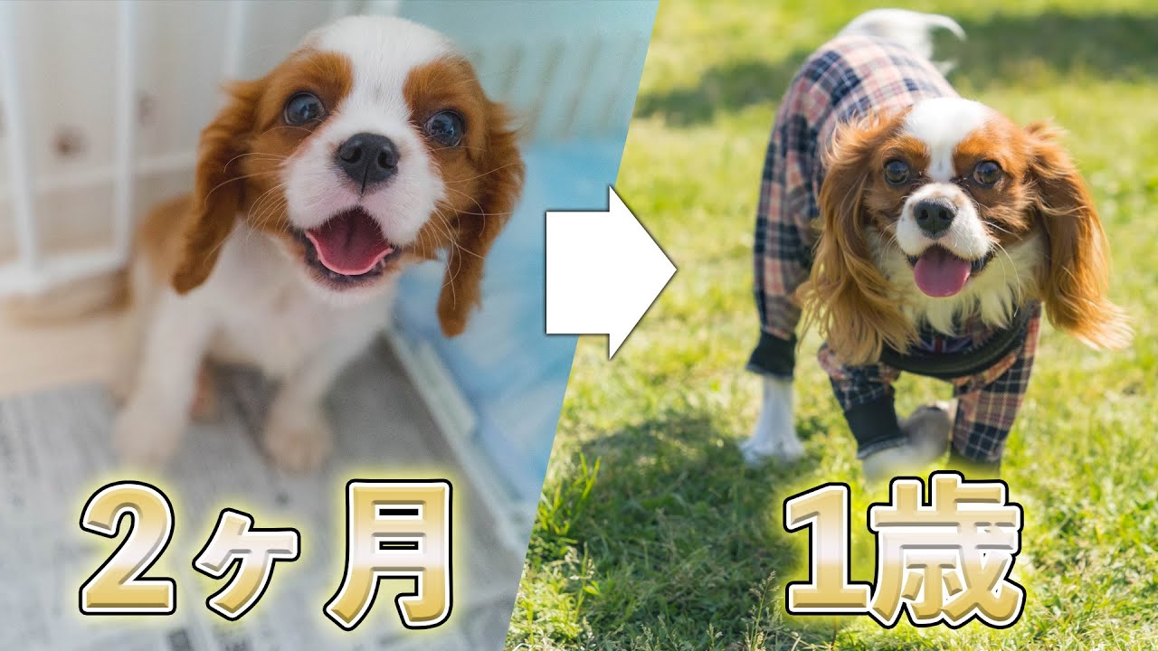 【成長記録】キャバリア子犬が成犬になるまで1年ハイライト