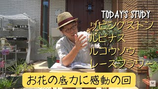 図鑑で学ぼう　リビングストンデージー　ルピナス　ルコウソウ　レースフラワー【園芸】