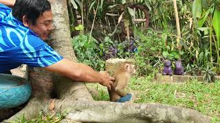 Best Video Of Monkey Koko & Yoko's Family Life, Yoko fun playing 💕 #shorts