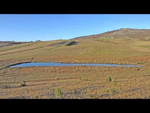 Video: Crni Javor (16 Fotografija): Opis Javora Sa Crnim Lišćem, Njegov Uzgoj. Raste Li U Rusiji?