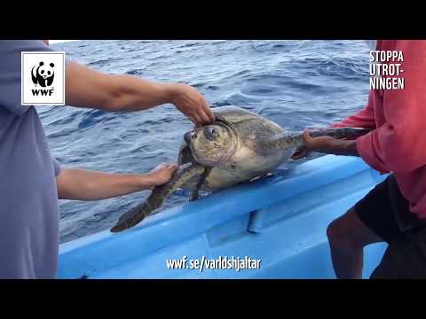 Video: Sköldpaddor På Flygplatsens Förseningsflyg - Matador Network