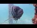 Underwater Fish Cam - September 2020 Recap