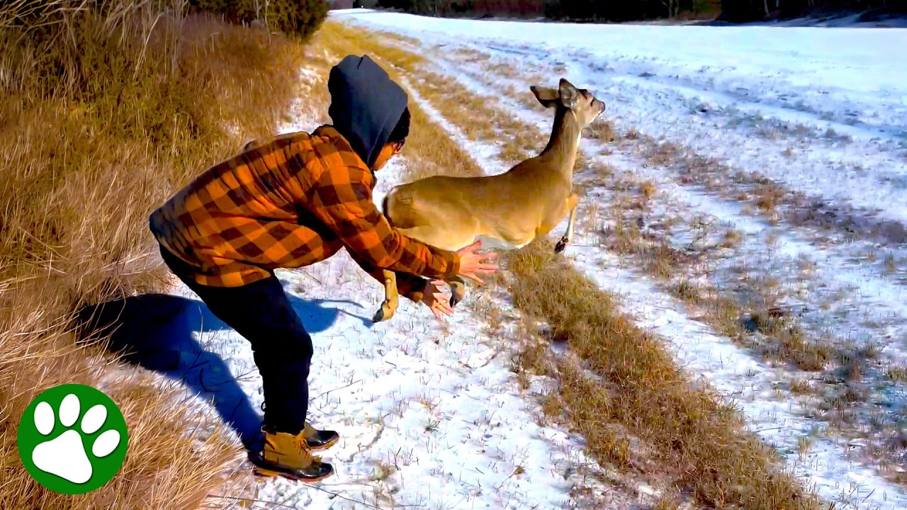 Deer Takes Triumphant Leap to Freedom 🥹 - YouTube