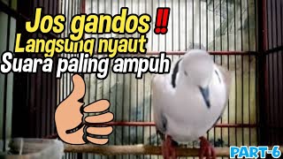 Pancingan burung puter gacor, melatih burung puter lokal agar cepat gacor TERAMPUH