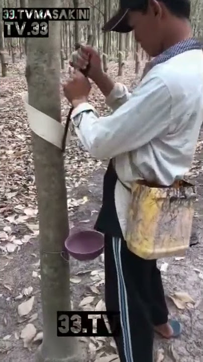 Inovasi sadap karet dengan talang anti hujan #33.Tv