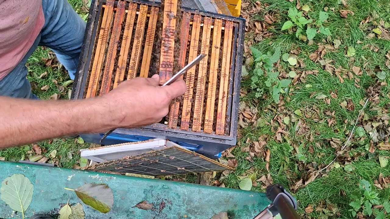 10.07.2025 Koniec sezonu pszczelarskiego w czerwcu???