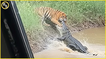 De beste ongelooflijke dierenmomenten waarvan je dacht dat ze echt waren