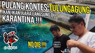 PULANG DARI KONTES TULUNGAGUNG, IKAN-IKAN JUARA LANGSUNG DIKARANTINA‼️ NO DIE‼️