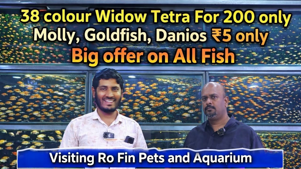 Visiting Aquarium Shop | 38 Colour Widow Tetra 200 Only, Ro fin pets aquarium tannery road banglore
