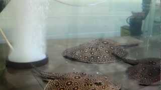 10FT X 4FT FRESHWATER STINGRAY SETUP WITH FILTERATION 2012