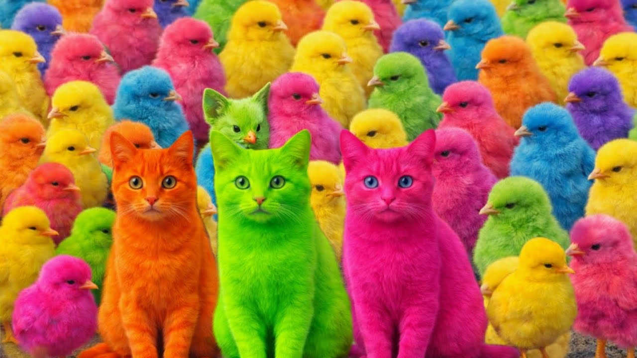 Ловите милых цыплят, разноцветных цыплят, радужных цыплят, милых кроликов, милых уток, карпов кои...